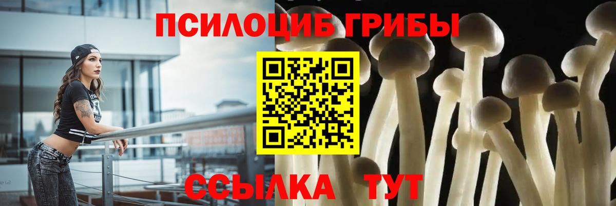Дмитров  Псилоцибиновые грибы Psilocybe  Вход с VPN 